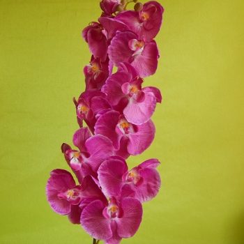 18 06 2 350x350 - Искусственные цветы – орхидеи