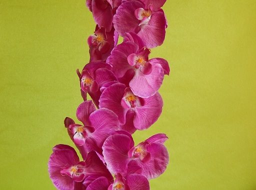 18 06 2 512x380 - Искусственные цветы – орхидеи