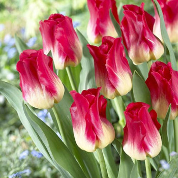 4 - Тюльпаны: улыбка в подарок всему миру
