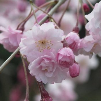 sakura 350x350 - Искусственные цветы Сакуры