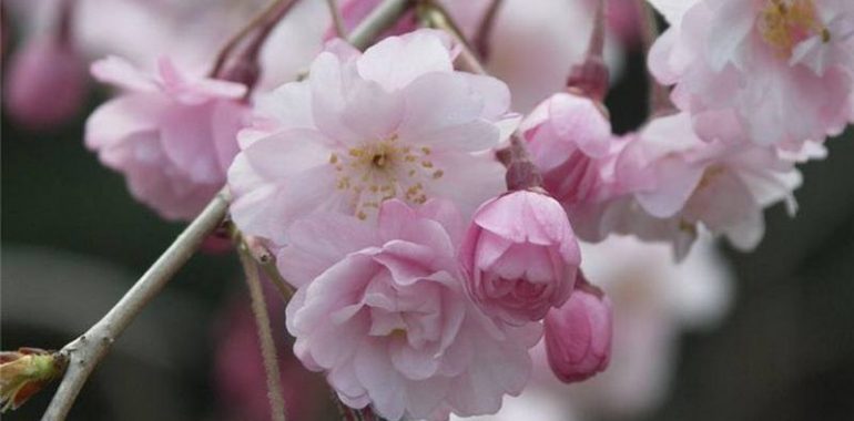 sakura 770x380 - Искусственные цветы Сакуры